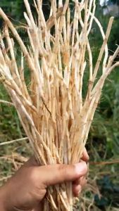 Akar Alang-Alang Segar bersih original 300gr