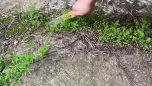 Weed removal tools: Weeding tool grass scraper grass shovel tree bark scraper rotten wood remover weed rake