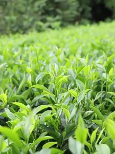 Anxi High Quality Rich Fragrance Tieguanyin Tea 500g