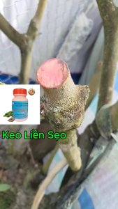 Keo liền da cây Mỹ Tiến - Hủ 100gr - Bảo vệ vết cắt sau khi cắt tỉa cành - Ngăn ngừa xâm nhập của vi khuẩn rong riêu nấm mốc.