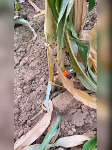 เคียว เคียวเหล็กแมงกานีส 40/75cm เคียวเกี่ยวหญ้า เคียวเกี่ยวข้าว มีดถางหญ้า คียวตัดกิ่งไม้ เคียวตัดกิ่งไม้ เคียวแมงกานีส