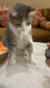 DORI Ori cat kaleng kemasan dus 400gr makanan basah kucing oricat