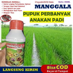 PUPUK PADI Memperbanyak Anakan Dan Melebatkan Daun Padi MANGGALA 500ML Pupuk Paling Ampuh Untuk Anakan Padi Pupuk Daun Dan Anakan Padi Pupuk Pelebat Anakan Padi Pupuk Penyubur Anakan Padi Pupuk Organik Buat Anakan Padi Banyak yang Bagus dan Manjur