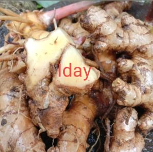 PROMO 1/5/10kg lempuyang segar fresh BELI 5kg+bonus TERMURAH