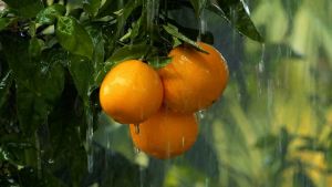 Lọ Tinh Dầu Organic Cam Ngọt Khử Mùi Treo Thơm Phòng TINHDAUSACHANH 8ml Tinh Dầu Trang Trí Thơm Ô Tô Chống Say Xe