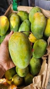 Mangga Harum Manis 1kg