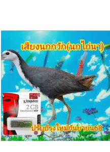 เสียงนกกวัก สำหรับต่อ(นกไก่นา)