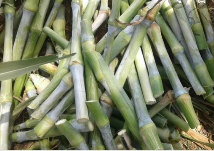GREEN NAPIER GRASS / SUPER NAPIER CUTTINGS 10pcs Best forage for