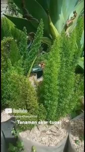 Tanaman Hias Outdoor: Ekor Tupai & Asparagus