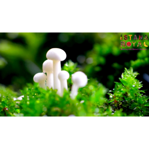 ENOKI MAGIC IMPORTED FROM CHINA - 200G - ISTANA ROYAL FRUITS