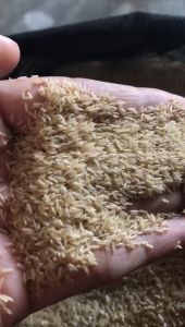 Telur Jangkrik Alam Sliring Terek 1 Kg Kualitas Terjamin