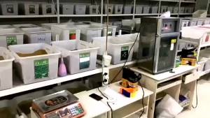 （爆款种子）【跨境供货】彩叶玉簪花种子玉花种子盆栽花卉种子白鹤花玉泡花种