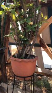 ชั้นวางหรือบัญชีเครื่องใช้ไม่ถูกต้อง? ส่งฟรี ชั้นวางกระถางต้นไม้ ชั้นวางต้นไม้ ชั้นวางดอกไม้ ตกแต่งสวน ชั้นวางกระบองเพชร กระถางต้นไม้ ชั้นวางกระถางดอกไม้ ชั้นวางของ