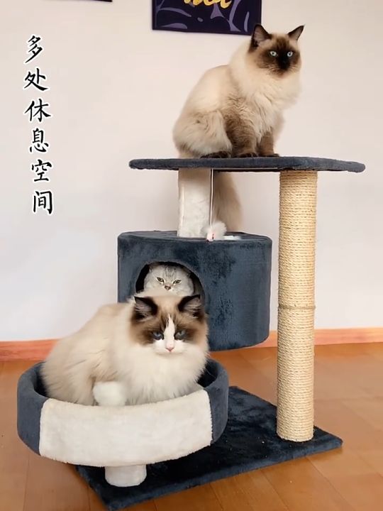 Dulepig คอนโดแมว 2 ชั้น ราคาถูก พร้อมเตียงและของเล่น