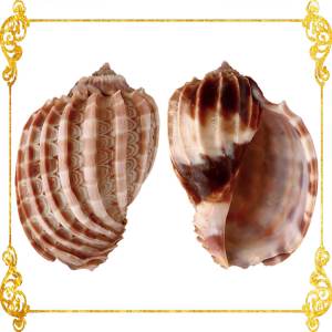 Harpa Major | Major Harp | 2 - 4 Inches