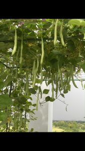 Phân NPK 17 17 17 TE gói 1kg phân bón cây cảnh trồng rau cây trái