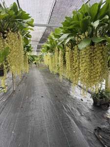 กล้วยไม้เอื้องสายเสริฐอินโด หอมมากๆ ในกระถาง 6นิ้ว กอสวย ออกดอกเดือน พฤจิกายน