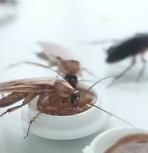 Bộ 8 Viên Mồi Gián Sinh Học Không Độc Hại Dùng Trong Nhà Bếp Khu Vực Có Nhiều Gián