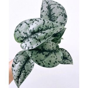 TANAMAN HIAS CANTIK MURAH SCINDAPSUS SILVER LADY ORI SILVER PLAT