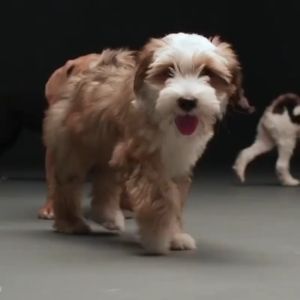 Thức ăn Hạt cho Chó CAPTAIN cho chó kén ăn trộn Bò - Cá Hồi Phô Mai