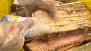 Combo diệt mối sinh học PMC: 3 Hộp nhử mối + 1 lọ diệt mối PMC 90 bột hồng hiệu quả