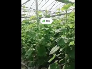 6pcs Tomato Trellis Rollerhook Flower Rattan Rope Crop Trellis Kit Gardening Tools for Plant GreenhouseFlower Vine Crop