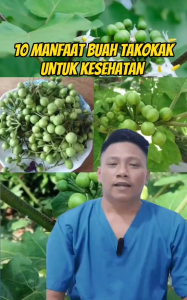 Buah Takokak Segar 250 Gram – Rimbang | Sayuran & Herbal Tradisional