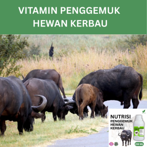 Vitamin Penggemuk Kerbau Alami 250ml Nafsu Makan Naik Bobot Bertambah Maksimalkan Penggemukan