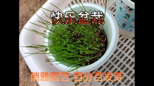 Childrens potted art mini plant toys childrens cute small potted plants with flower seeds soil toy