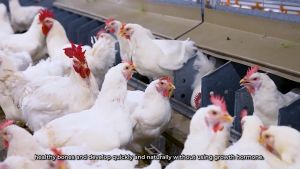 Má đùi gà CP 500g - thịt gà cp tươi sạch