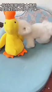 Vịt Đồ Chơi Nhồi Bông Động Vật Phát Ra Âm Thanh Cho Chó Mèo Thú Cưng - iPet Shop