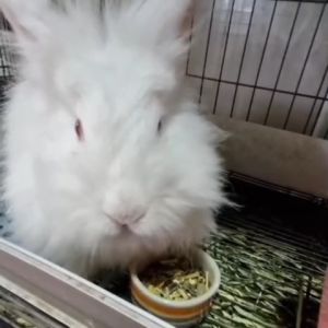 Crispy Muesli Rabbits อาหารกระต่ายสูตรมูสลี่กรุบกรอบ