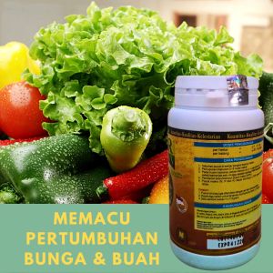 Pupuk Pelebat Buah Hasil Panen Meningkat Mengurangi Kerontokan Bunga & Buah Pupuk Buah di luar musim