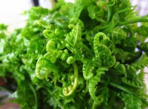 daun pakis sayur.pucuk paku pakis. masakan trdisi  pr iket