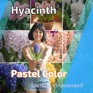 หัวไฮยาซิน Mix สีหวานๆ พร้อมส่ง ดอกมีกลิ่นหอมวันทาย พื้นฐานขายหัวไฮยาซินธ์ ทิวลิป ลิลลี่ ว่านสี่ทิศ