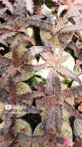 Cryptanthus Zebrina Warna Merah - Tanaman Hias Bulu dengan Pot yang Menarik