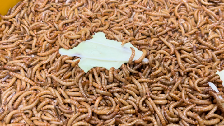 Curated visual reference: Gallery Detail: Sg Local Farm Nparks Licensed High Protein Live Mealworms Natural