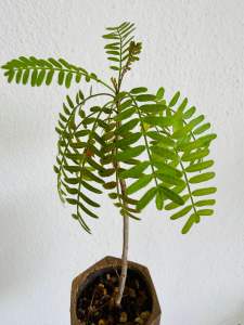 Bursera microphylla羽叶裂榄（橄榄）