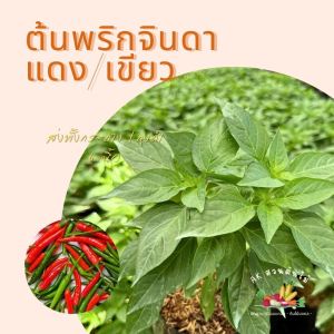 ต้นพริกจินดา เบี้ยพริก พริกจินดา ต้นพริก ในถุงเพาะ 6นิ้ว ออกรากแล้วพร้อมปลูกต่อ ผักสวนครัว ผักสวนครัวปลูกง่าย ผักสวนครัวพร้อมปลูก ผักออร์แกนิก