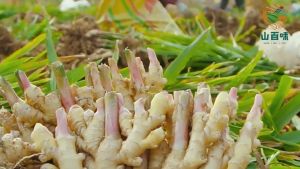 精品足龄云南干姜 Dried Ginger Slices 小黄姜片 Sun-Dried 温中散寒 回阳通脉 泡水 天然有机 无添加 200g