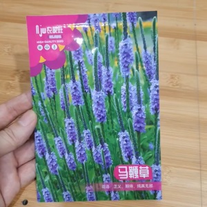 Gói hạt giống cỏ Roi Ngựa ra hoa màu tím rất đẹp hoa cỏ roi ngựa - Hoang My food and beauty