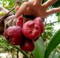 CÂY GIỐNG MẬN HỒNG ĐÀO HUYẾT CHUA NGỌT GIÒN chuẩn giống. 
