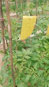 Pelekat serangga Double-Sides Yellow Sticky Trap Flies Trap Insect Stick Strong Sticky Flie Fruit Fly Flies [1 PCS]