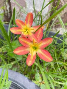 42ฒ.หัวดอกบัวดิน ชื่อ Rustic Ray หัวละ 10 บาท