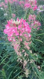 เมล็ดเสี้ยนฝรั่งคละสี 100 เมล็ด เมล็ดดอกไม้ ดอกเสี้ยน