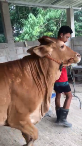 Timbangan Sapi Loadbar 1 - 2 Ton SONIC NI-7 Auto Hold Timbangan Ternak model Balok Loadbar Timbangan Kambing dan Lembu kapasitas 2ton Sayaki