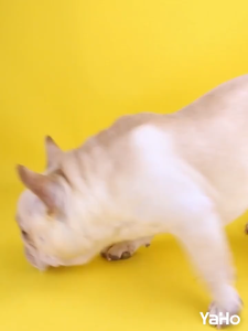 AP AIMAYAPET Teeth Cleaning Pet Treats Dental Sticks Dog Teeth Clean Dog Snack Dog Breath Molar Stick Training