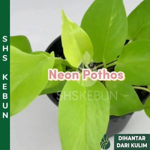 Pokok Neon Pothos Money Plant Epipremnum 霓虹绿萝/金钱树 Pokok Duit Indoor Plant Pokok Hiasan dlm rumah Live Plant SHS Kebun