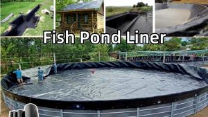 Black Engineering Plastic HDPE 6*4M 8*10M 8*16M Fish Pool Pond Liner Membrane Gardens Pools Landscaping Geomembrane impermeable membrane reservoir / lotus pool / pond impermeable membrane waterproofing membrane aquaculture ponds dedicated