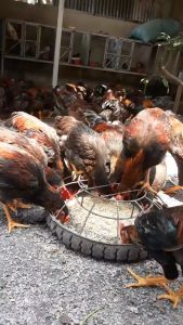 Gà ta thả vườn nguyên con 15kg - giao trong ngày kv HCM - hỗ trợ ship